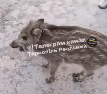 Дитинча вепра