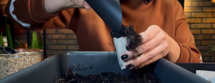 Розсаду можна висаджувати разом зі стаканчиком