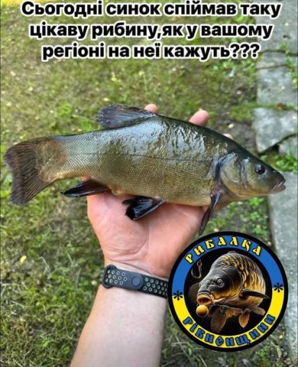 Риба лин