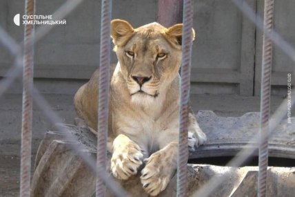 Левиця, яка втекла із зоопарку