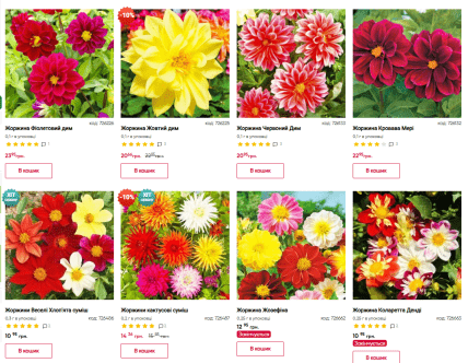 Георгины сколько стоят семена и как вырастить