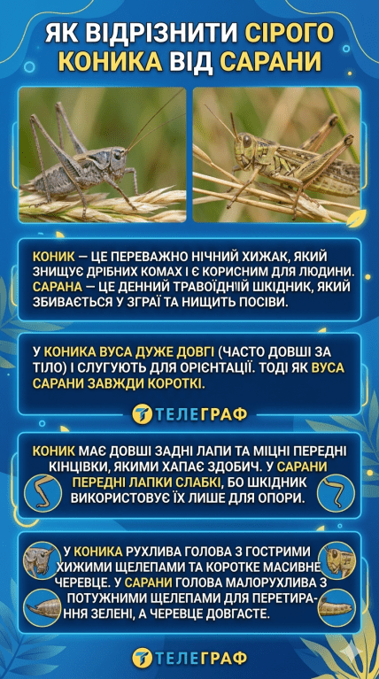 Як відрізнити коника від сарани