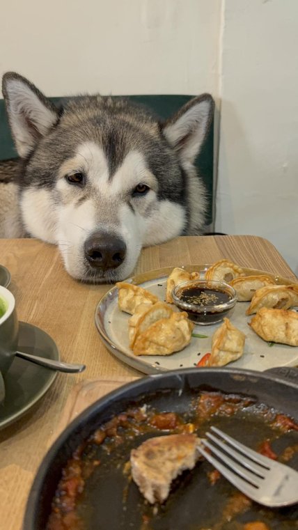 люка собака маламут одесса