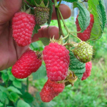 Малина Лячка