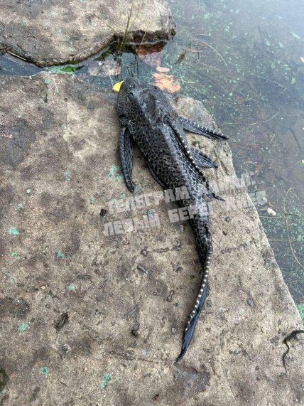 Кольчужный сом