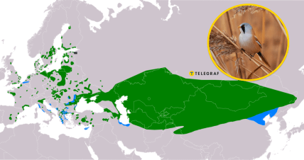 Ареал вусатої синиці