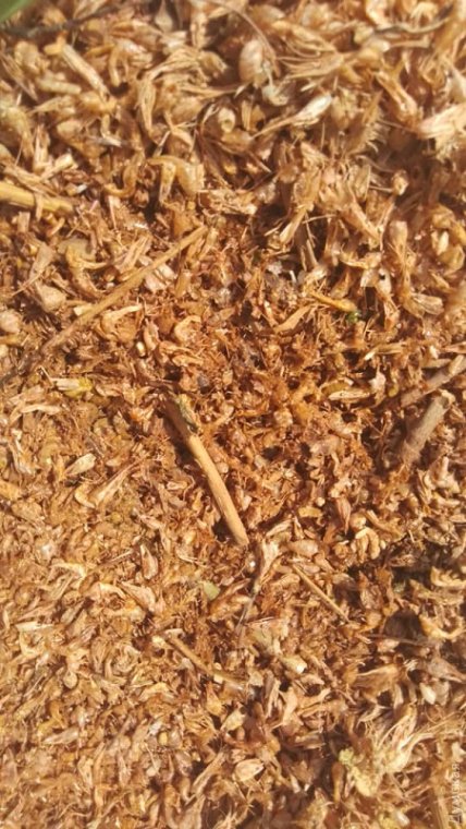 Мор креветок под Одессой