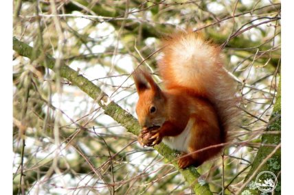 Белка ест орешки