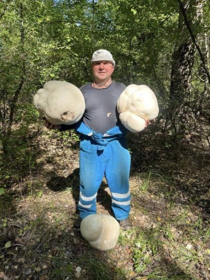 Грибы в Днепре