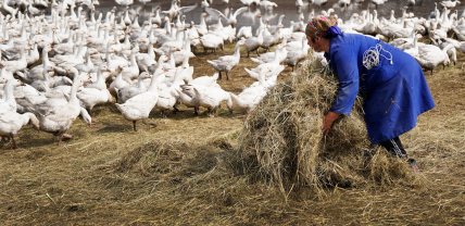 догляд за птицею доглядають наймані працівники