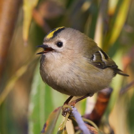 Королек желтоголовый