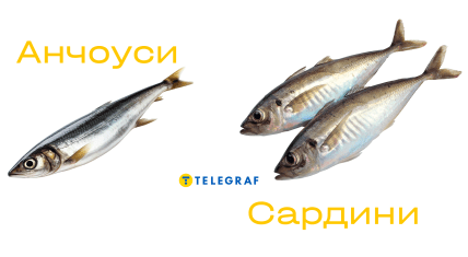 Сардини і анчоуси