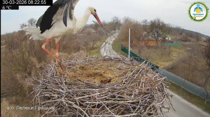 Новый аист из гнезда Одарки и Грицика