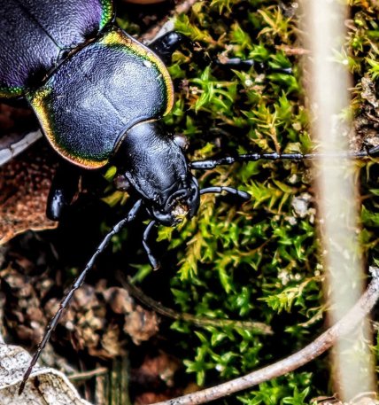 Жук турун облямований