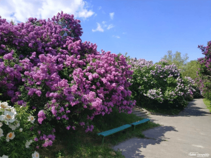 Фото бузок у ботанічному саду імені Гришка