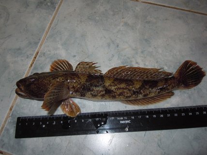 Бичок-жабоголовий