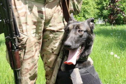 Собака Жасмин работает в украинской разведке