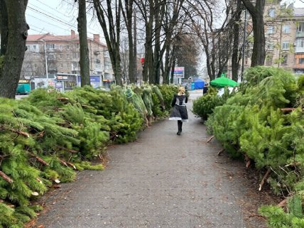 В Днепре начали продавать новогодние елки