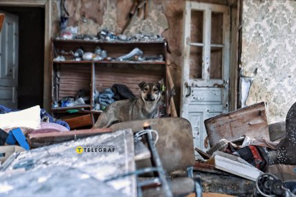 Пес живет в доме в Константиновке