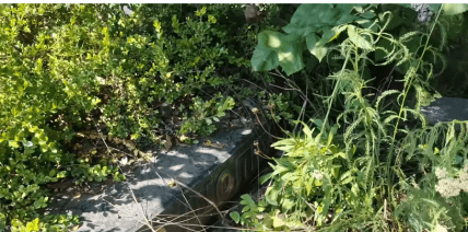 Могила Николая Шопши