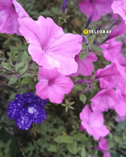 Когда сеять петунии на рассаду