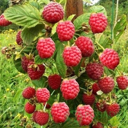 Малина Глен Файн