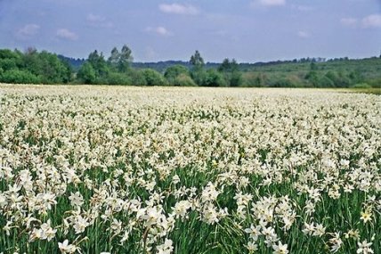 Долина нарциссов Хуст