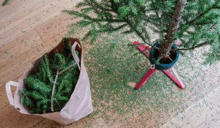 Что делать, чтобы елка не осыпалась