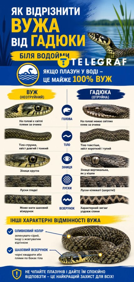 Как отличить ужа от гадюки