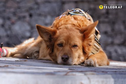 Фото службова поліцейська собака
