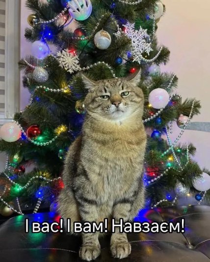 Мемы о Новом году и коте