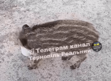 Дитинча вепра