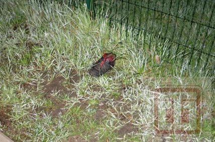 ДТП_Окружная_2