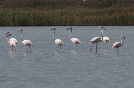 Фламинго в Украине