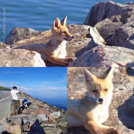 лисы одесса