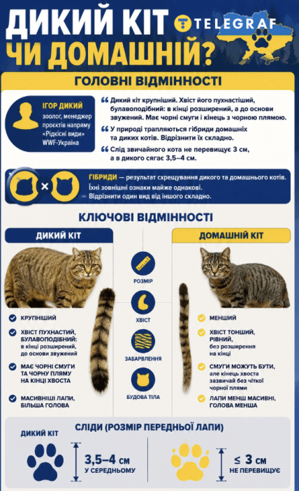 Как отличить дикого и домашнего кота