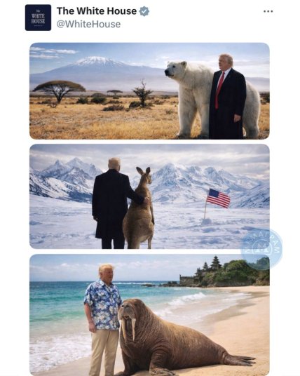 Меми про Трампа та пінгвіна