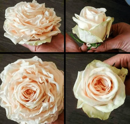 Слева розы, собранные из отдельных лепестков, справа – настоящие