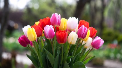 тюльпани, букет тюльпанів