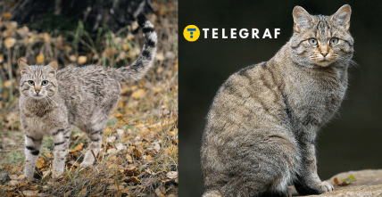 Лісовий кіт