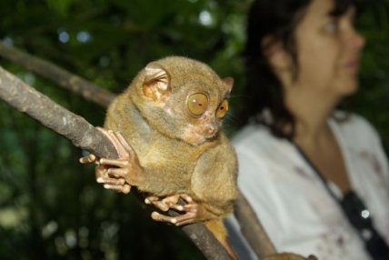 Tarsier Conservation Center