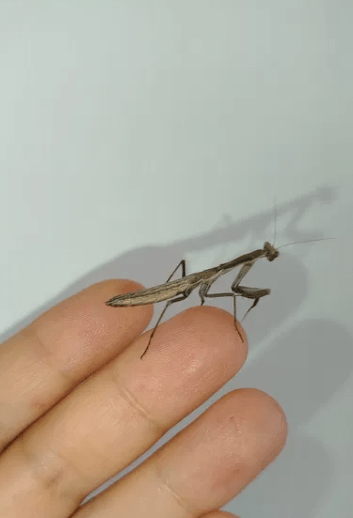 В Украине продают цветочного восточного богомола