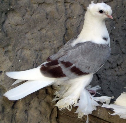 Узбекский голубь