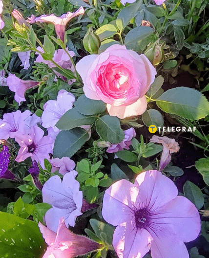 Роза Везаліус і петунія Тайдал Сільвер, синя клумба як зробити що посадити