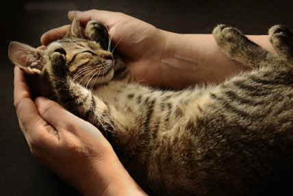 Доверяющий человеку кот безоговорочно показывает ему свое самое уязвимое место — живот
