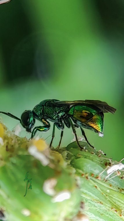 Оса-блискітка