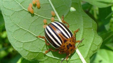 Колорадський жук