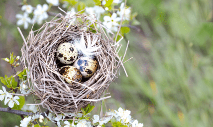 Птичье гнездо