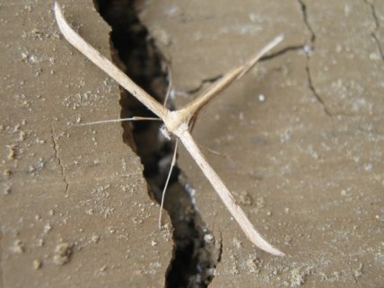 Пальцекрылка