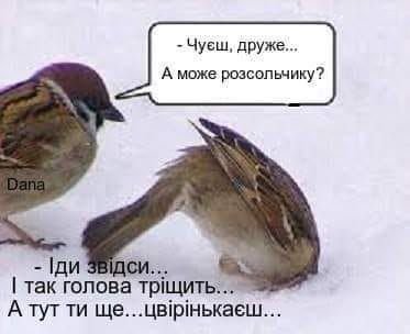 новый год мемы, приколы о 1 января, веселые картинки новый год